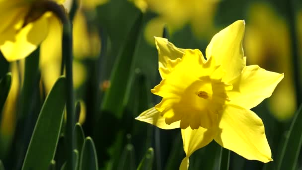 Токио Япония Марта 2021 Крупный План Желтого Цветка Нарцисса — стоковое видео