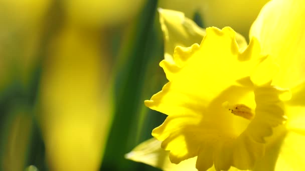 Tokyo Japonya Mart 2021 Sarı Narcissus Çiçeğinin Kapatılması — Stok video