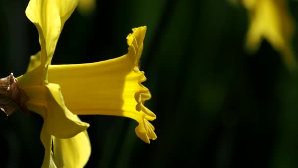 Tokyo Japonya Mart 2021 Sarı Narcissus Çiçeğinin Kapatılması — Stok video