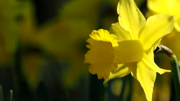 Tokyo Japan Mars 2021 Närbild Gula Narcissus Blomma — Stockvideo