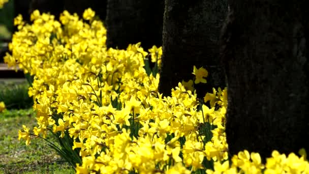 Tóquio Japão Março 2021 Flor Narciso Amarela Plena Floração — Vídeo de Stock