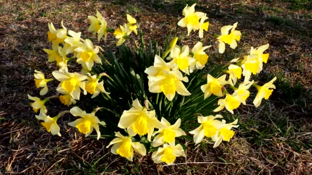Tokyo Japan Mars 2021 Grupp Gula Narcissus Blomma Full Blom — Stockvideo