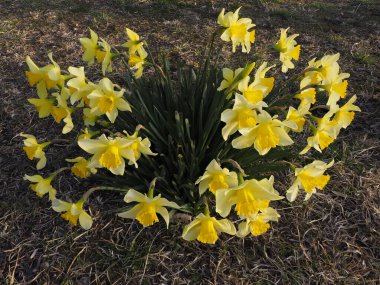 Tokyo, Japonya-17 Mart 2021: Sarı Narsisli çiçek grubu