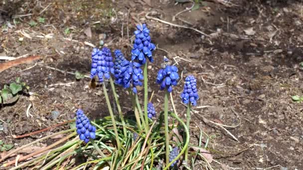 Tokyo Japan Mars 2021 Muscari Och Ett Trädgård — Stockvideo