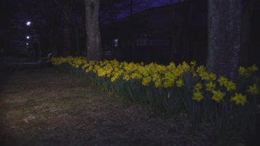 Tokyo, Japonya-19 Mart 2021: Sarı Narcissus çiçeği parkta çiçek açtı