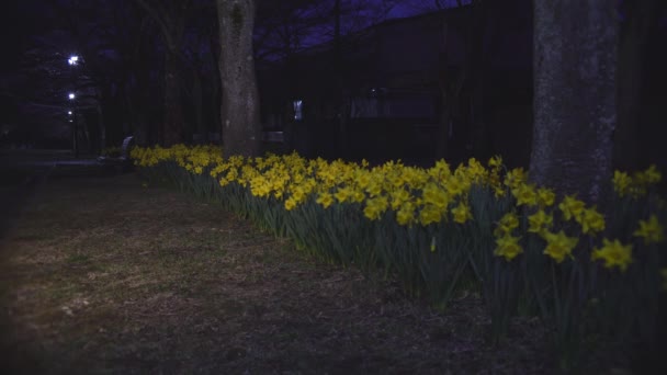 Tokyo Japonya Mart 2021 Sarı Narcissus Çiçeği Parkta Çiçek Açtı — Stok video