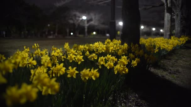 Tokyo Japan Mars 2021 Gul Narcissus Blomma Full Blom Park — Stockvideo