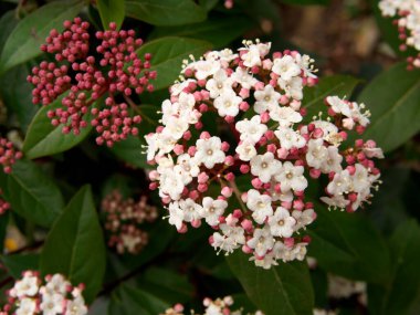 Tokyo, Japonya-20 Mart 2021: Viburnum tinus, Laurustinus, Laurustine veya laurestine