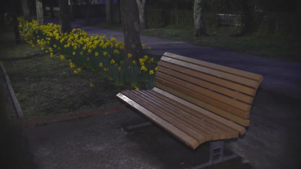 Tokyo Japonya Mart 2021 Parkta Açan Bir Bank Sarı Narcissus — Stok video