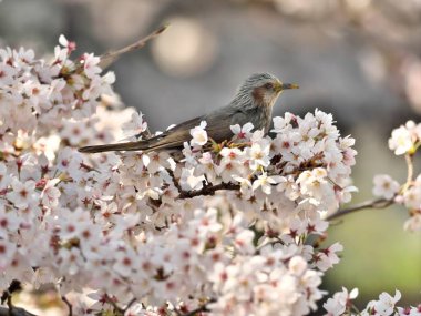 Tokyo, Japonya-23 Mart 2021: Kiraz çiçekleri üzerinde kahverengi kulaklı bir bulbul veya Hiyodori