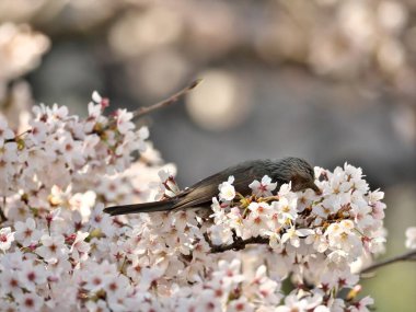 Tokyo, Japonya-23 Mart 2021: Kahverengi kulaklı bir bulbul veya kiraz çiçeklerinden nektar tüketen Hiyodori