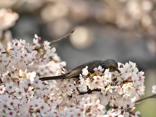 Tokyo, Japonya-23 Mart 2021: Kahverengi kulaklı bir bulbul veya kiraz çiçeklerinden nektar tüketen Hiyodori