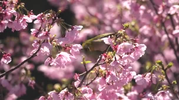 Tokyo Japan March 2021 Warbling White Eye Mejiro Consuming Nectar — Stock Video