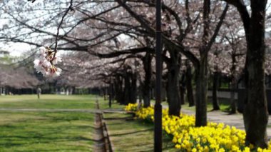 Tokyo, Japonya-24 Mart 2021 Sakura Kiraz çiçekleri ve Sarı Narcissus çiçekleri bir parkta çiçek açmış.