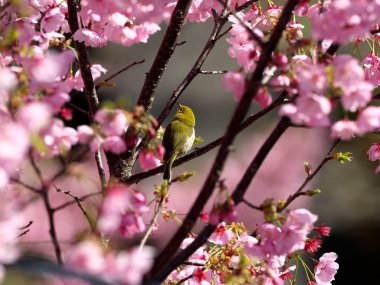 Tokyo, Japonya-24 Mart 2021: Pembe kiraz çiçekleri üzerinde bir Warbling White-Eye veya Mejiro