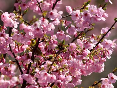 Tokyo, Japonya-24 Mart 2021: Pembe kiraz çiçekleri üzerinde bir Warbling White-Eye veya Mejiro