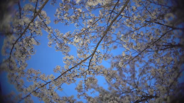 Tokyo Japonya Mart 2021 Sakura Kiraz Çiçekleri Geceleri Çiçek Açar — Stok video