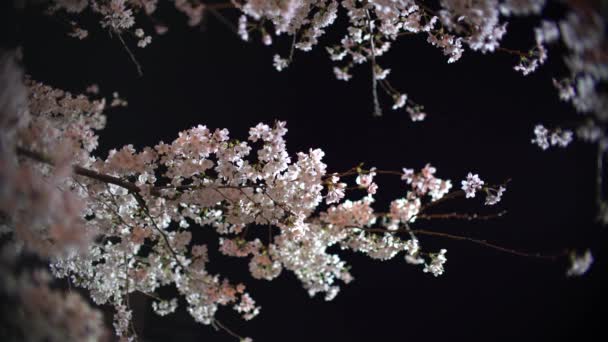 Tokyo Japan March 2021 Sakura Cherry Blossoms Full Bloom Night — Stock Video