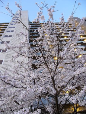 Tokyo, Japonya-26 Mart 2021: Sakura Kiraz çiçekleri Şafak vakti Tokyo 'da bir apartman dairesinde çiçek açtı