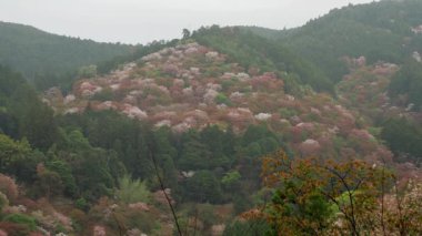 Nara, Japonya-4 Nisan 2021: Nara 'daki Yoshino dağında güzel Sakura Kirazı çiçekleri