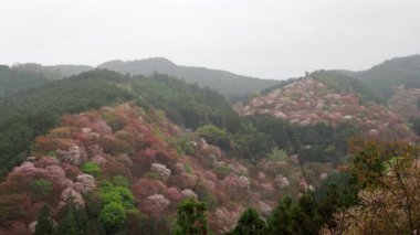 Nara, Japonya-4 Nisan 2021: Nara 'daki Yoshino dağında güzel Sakura Kirazı çiçekleri