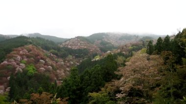 Nara, Japonya-4 Nisan 2021: Nara 'daki Yoshino dağında güzel Sakura Kirazı çiçekleri