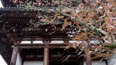 Nara, Japonya-4 Nisan 2021: Nara 'daki Yoshino dağında rüzgarda kiraz çiçekleri esiyor