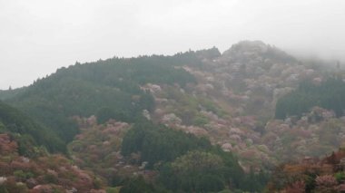Nara, Japonya-4 Nisan 2021: Nara 'daki Yoshino dağında güzel Sakura Kirazı çiçekleri