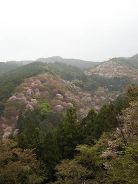 Nara, Japonya-4 Nisan 2021: Nara 'daki Yoshino dağında güzel Sakura Kirazı çiçekleri