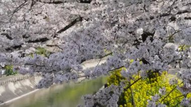 Kyoto, Japonya-Marh 27, 2021: Biwako Sokui veya Japonya 'daki Biwa Gölü Kanalı boyunca güzel kiraz çiçekleri