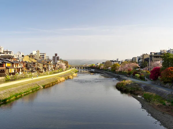 Kjóto Japonsko Dubna 2021 Ráno Třešňové Květy Podél Řeky Kamo — Stock fotografie