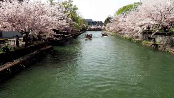 Kyoto Japan April 2021 Okazaki Jikkokubune Boat Ride Körsbärsblommorna — Stockvideo