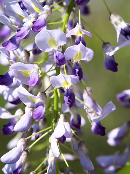 Tokyo,Japan-April 9, 2021: Closeup of Purple wisteria flowers in spring