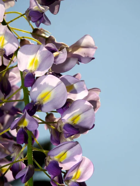 Tokyo,Japan-April 9, 2021: Closeup of Purple wisteria flowers in spring