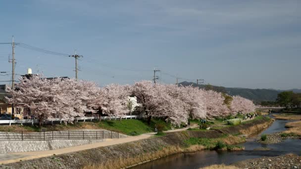 2021年3月31日 日本京都 从京都Misono桥看到的沿卡莫河的樱花树 — 图库视频影像