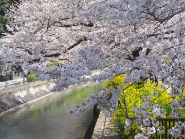 Kyoto, Japonya-Marh 27, 2021: Biwako Sokui veya Japonya 'daki Biwa Gölü Kanalı boyunca güzel kiraz çiçekleri