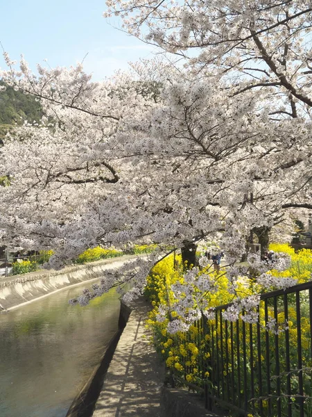 Kyoto Japón Marh 2021 Hermosas Flores Cerezo Largo Biwako Sokui — Foto de Stock