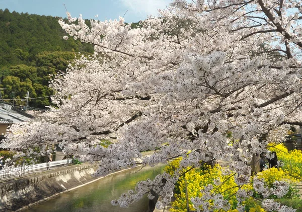 Kyoto Japan Marh 2021 Beautiful Cherry Flossoms Biwako Sokui Lake — стокове фото
