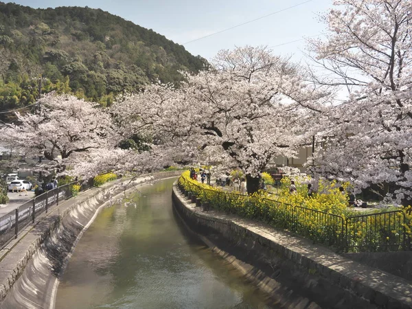 Kyoto Japan Marh 2021 Beautiful Cherry Flossoms Biwako Sokui Lake — стокове фото