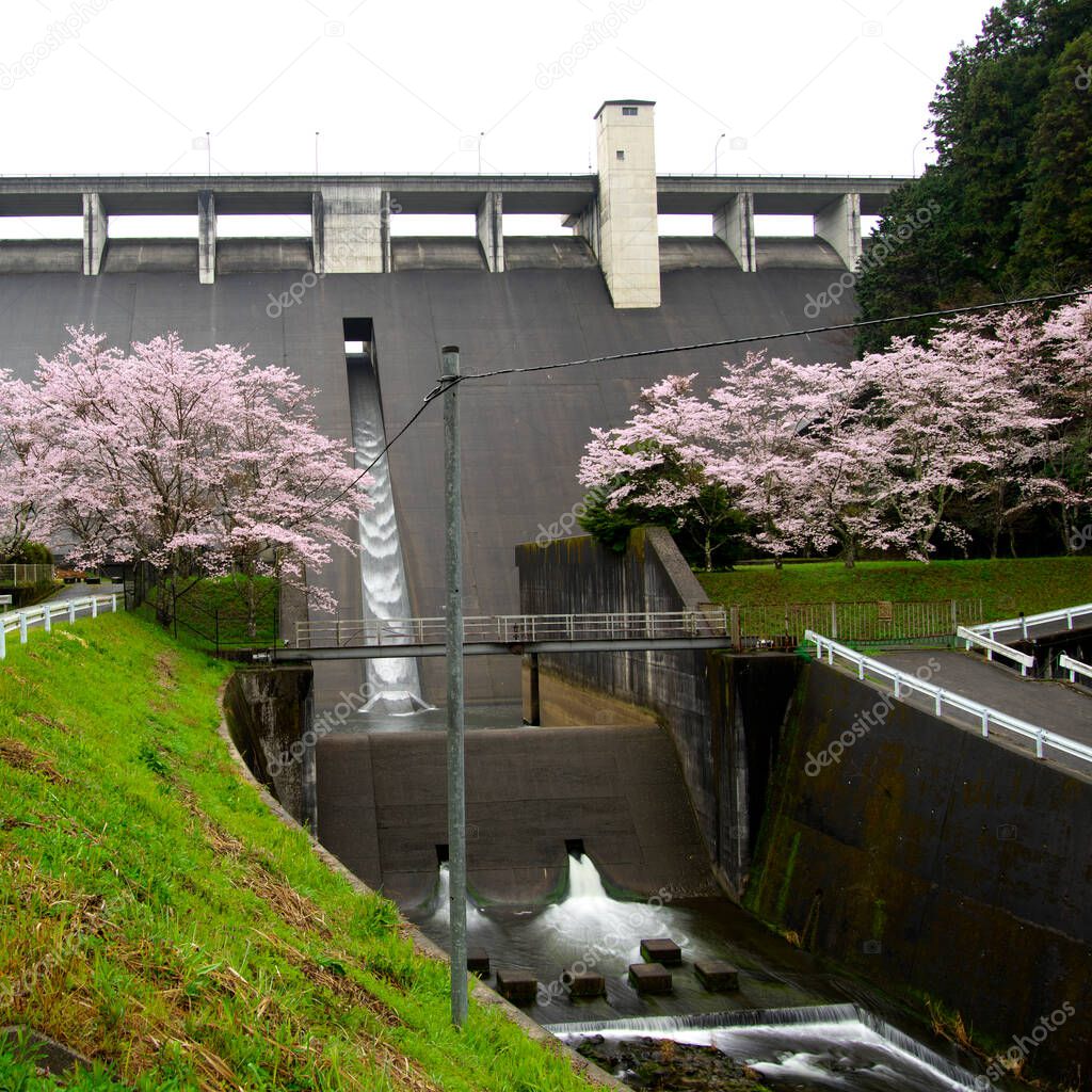 Nara,Japan-March 28, 2021: Tailwater from Hase Dam with Cherry blossoms in the rain in Nara