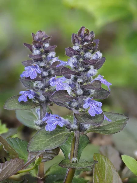 Tóquio Japão Abril 2021 Fechar Répteis Ajuga Corneta Corneta Azul — Fotografia de Stock