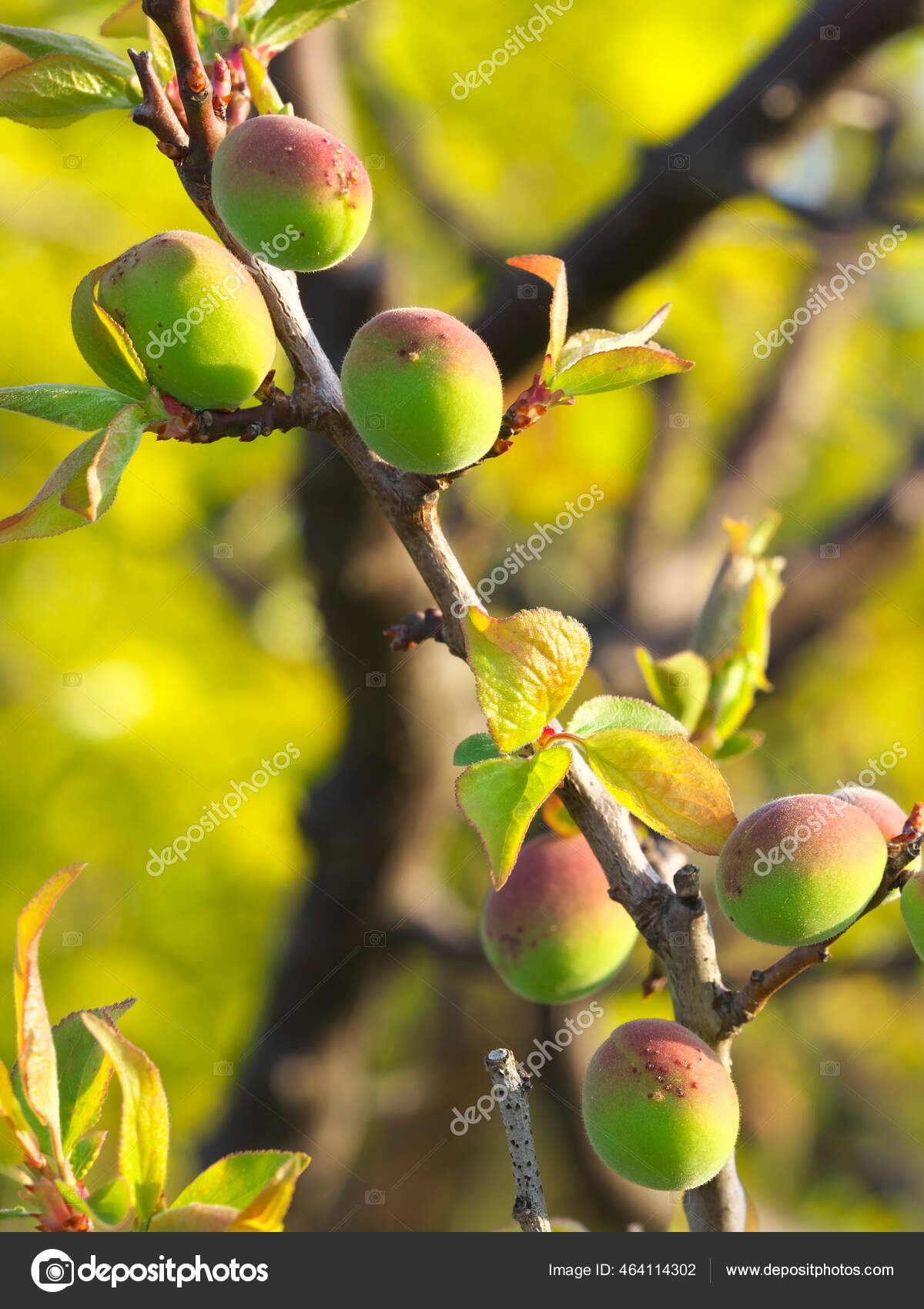 Tokyo Japan April 21 Closeup Ume Fruit Japanese Apricot Stock Photo Image By C Khunta Tokyo Japan April 21 Closeup Ume Fruit Japanese Apricot Stock Photo Image By C Khunta