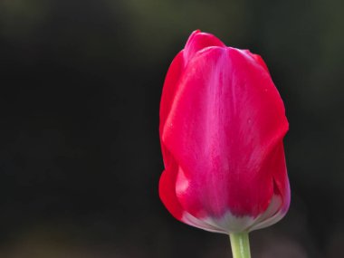 Tokyo, Japonya-12 Nisan 2021: Çiçek tarhında kırmızı lalenin yakın çekimi