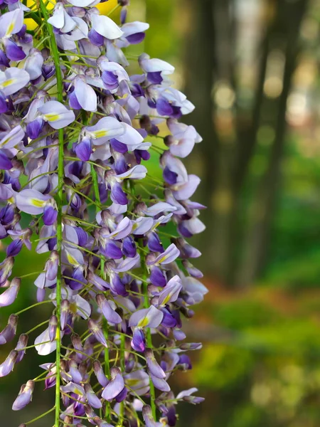 Tokyo,Japan-April 12, 2021: Closeup of Purple wisteria flowers in spring