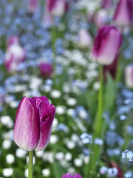 Tóquio Japão Abril 2021 Tulipa Vermelha Olhos Azuis Bebê Jardim — Fotografia de Stock