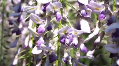 Tokyo, Japonya-9 Nisan 2021: İlkbaharda Mor Salkımın Kapanışı