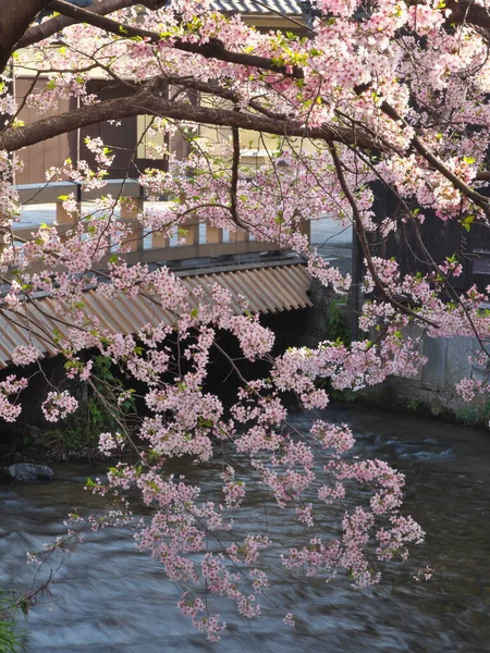 Kyoto Japan April 2021 Kyoto Gion Shirakawa Gebiet Morgen — Stockfoto