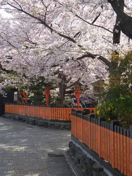 Kyoto Japan April 2021 Kyoto Gion Shirakawa Området Morgonen — Stockfoto