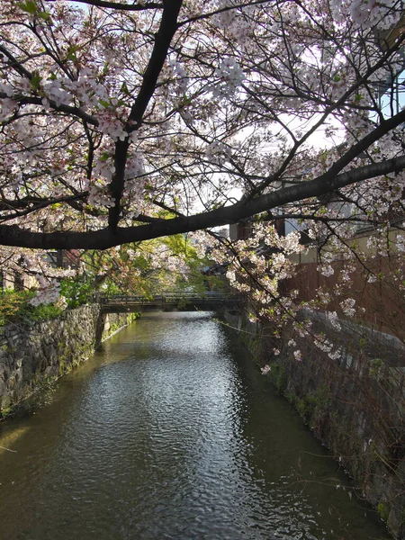 Kyoto Japón Abril 2021 Kioto Gion Shirakawa Área Por Mañana —  Fotos de Stock