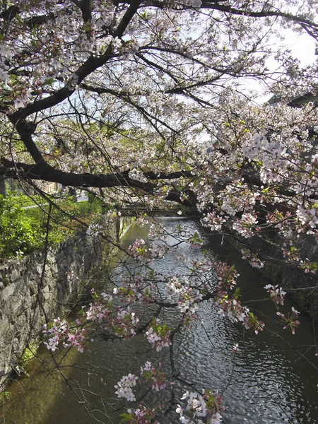 Kyoto Japón Abril 2021 Kioto Gion Shirakawa Área Por Mañana — Foto de Stock